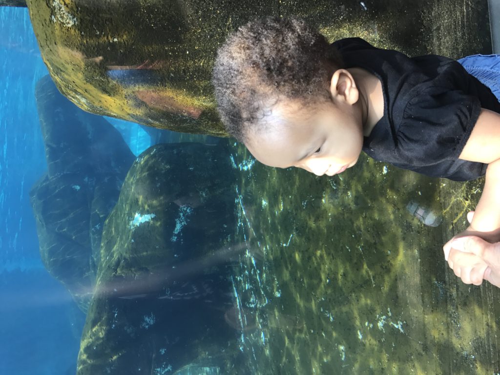Things To Do On Spring Break With Kids In St. Louis Alicia's Domain