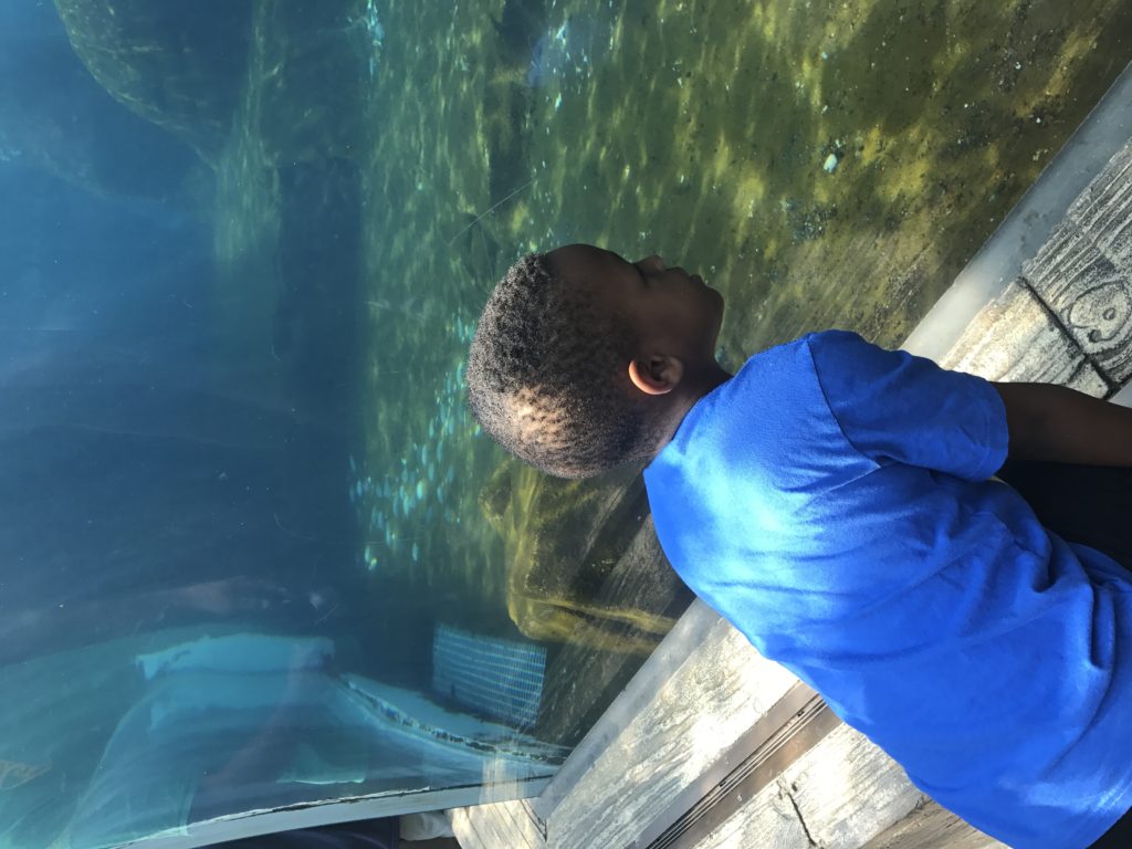 Things To Do On Spring Break With Kids In St. Louis Alicia's Domain